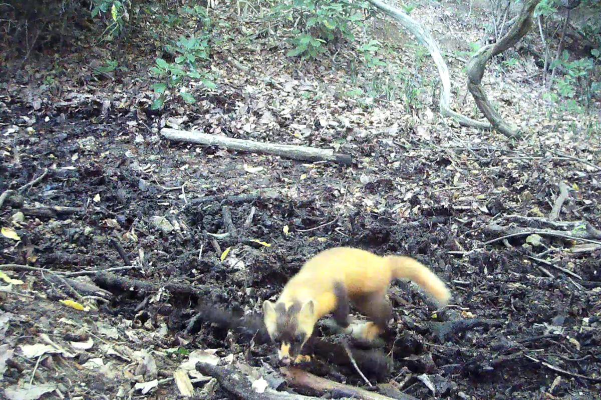 Japanese marten
